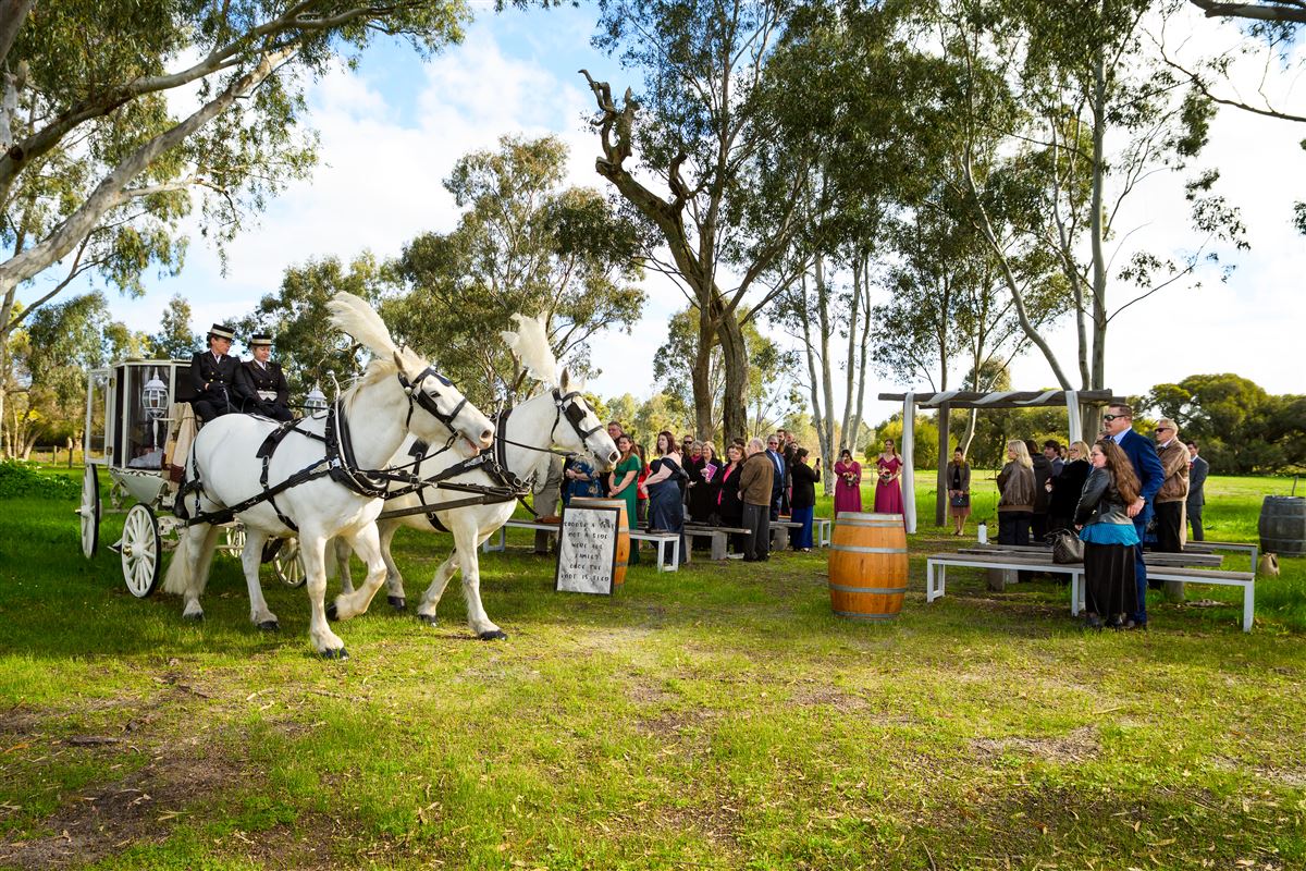Horse-drawn carriage arriving as wedding guests look on